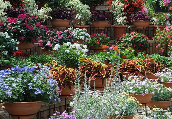 Abq Botanic Garden