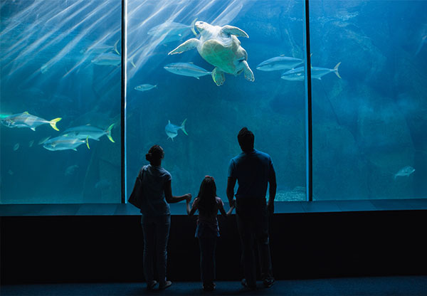 OdySea Aquarium in Phoenix