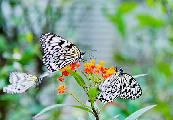 Butterfly Wonderland