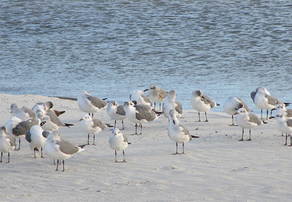 Dauphin Island of Alabama